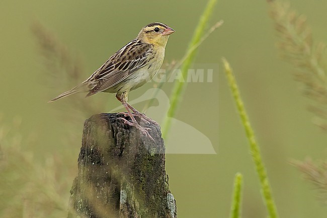 Bobolink (Dolichonyx oryzivorus) Perched on top of a post  in Argentina stock-image by Agami/Dubi Shapiro,