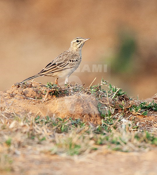 Wintering Tawny Pipit (Anthus campestris) in Asia. Standing on the ground. stock-image by Agami/Marc Guyt,