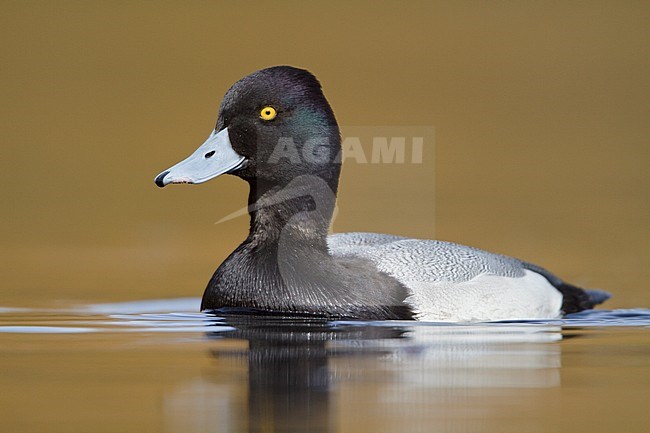 Lesser Scaup (Aythya affinis) swimming on a pond near Victoria, BC, Canada. stock-image by Agami/Glenn Bartley,