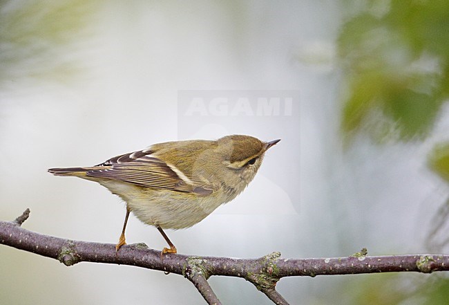 Bladkoning is een schaarse herfstgast in Europa; Yellow-browed Warbler is a scarce fall migrant in Europa stock-image by Agami/Markus Varesvuo,