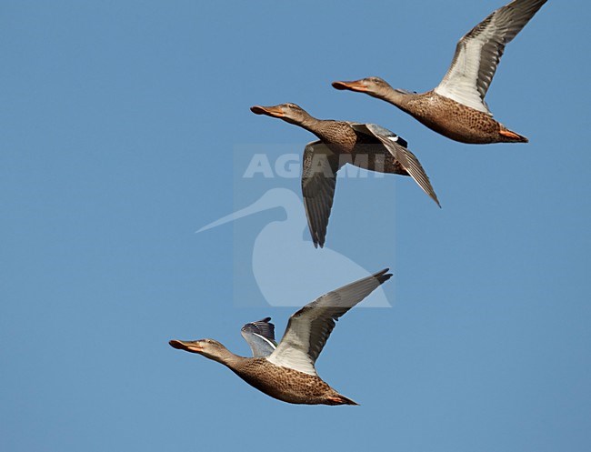 Groep vrouwtjes Slobeend in flight; Group of female Northern Shovelers in flight stock-image by Agami/Markus Varesvuo,