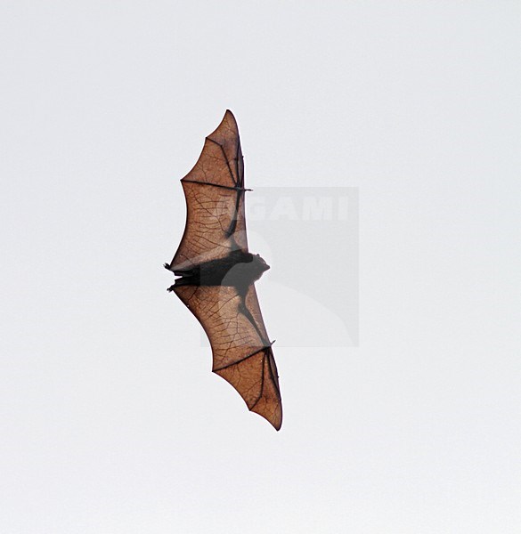 Christmaseiland vliegende hond in vlucht, Christmas Island flying fox in flight stock-image by Agami/Pete Morris,
