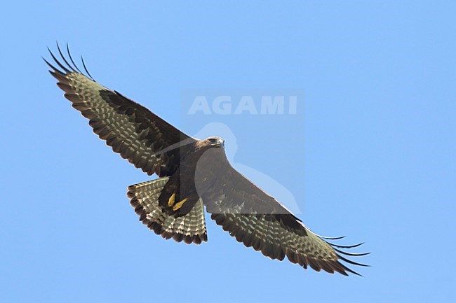 Arendbuizerd volwassen vliegend, Long-legged Buzzard adult flying; stock-image by Agami/Daniele Occhiato,