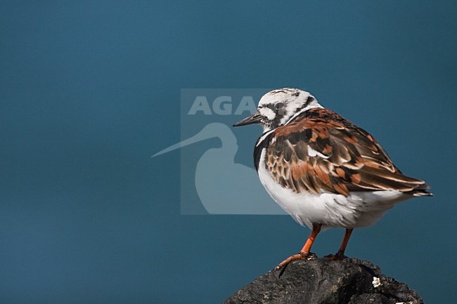 Steenloper volwassen zomerkleed staand op een steen, Ruddy Turnstone adlut perched on a rock; stock-image by Agami/Menno van Duijn,