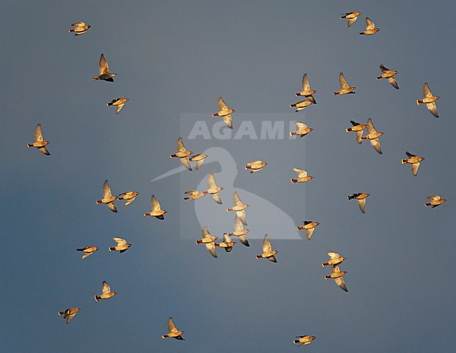 Groep Pestvogels in de vlucht; Flock of Bohemian Waxwings in flight stock-image by Agami/Markus Varesvuo,