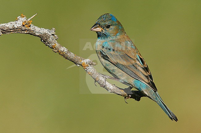 Adult male non-breeding
Galveston Co., TX
April 2006 stock-image by Agami/Brian E Small,