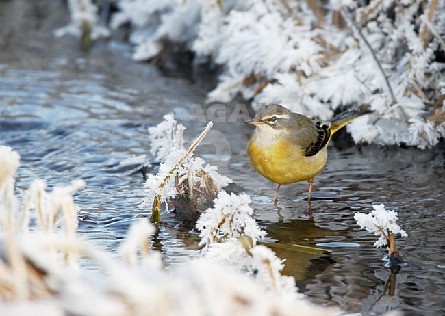 Grote Gele Kwikstaart foeragerend in winter; Grey Wagtail foraging in winter stock-image by Agami/Markus Varesvuo,
