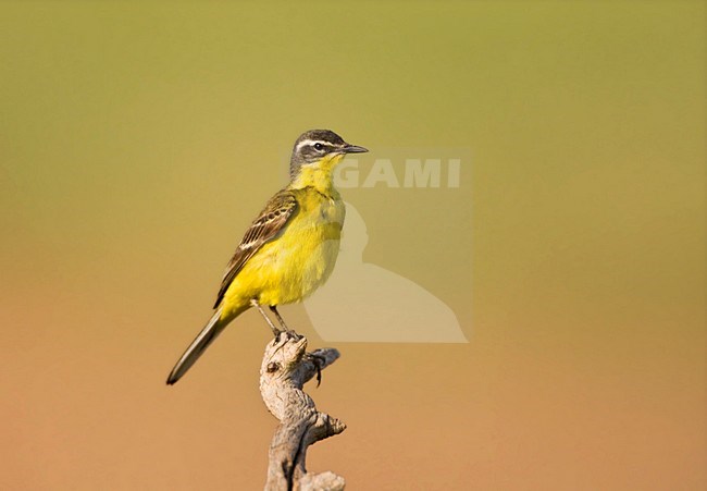 Gele Kwikstaart zittend bovenin tak; Yellow Wagtail perched on top of a branch stock-image by Agami/Marc Guyt,