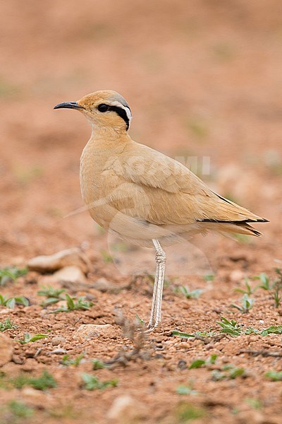 Cream-colored Courser (Cursorius cursor), side view of an adult standing on the ground in its typical habitat in Morocco stock-image by Agami/Saverio Gatto,