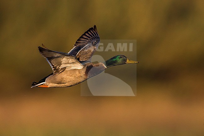 Mallard (Anas platyrhynchos) male in flight stock-image by Agami/Daniele Occhiato,