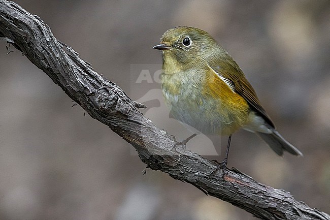 Vrouwtje Blauwstaart; Female Red-flanked Bluetail stock-image by Agami/Daniele Occhiato,
