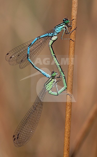 Adult male and female mating wheel Northern Damselfly (Coenagrion hastulatum) resting on a stem at the Kampina in the Netherlands. stock-image by Agami/Fazal Sardar,