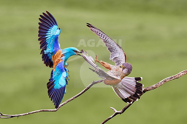 European Roller (Coracias garrulus) attacking male Common Kestrel (Falco tinnunculus) in flight, Hungary stock-image by Agami/Tomas Grim,