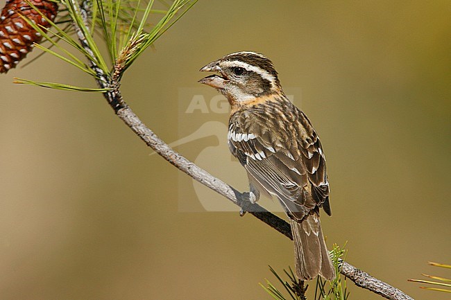 Adult female
Kern Co., CA
May 2007 stock-image by Agami/Brian E Small,