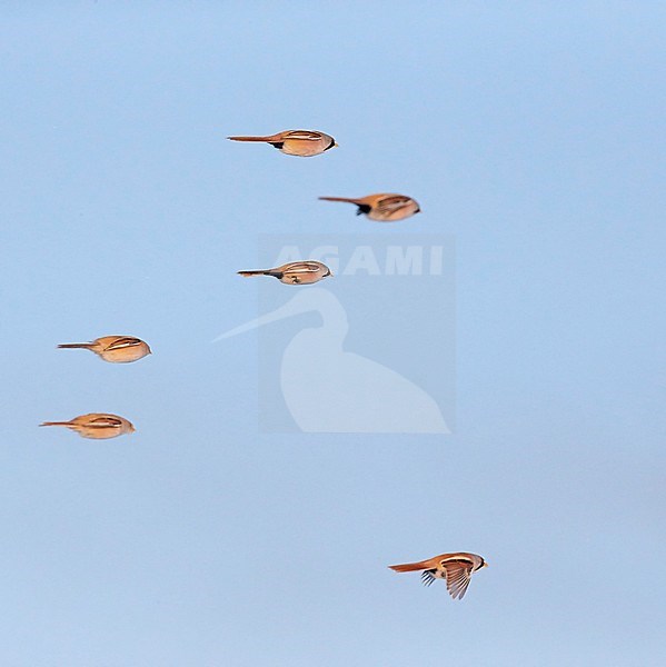 Bearded Reedling (Panurus biarmicus) Espoo Finland January 2016 stock-image by Agami/Markus Varesvuo,