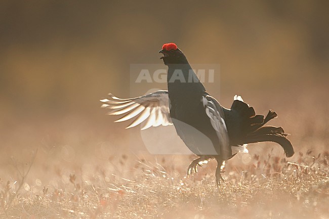 Mannetje Korhoen baltsend; Male Black Grouse displaying stock-image by Agami/Han Bouwmeester,