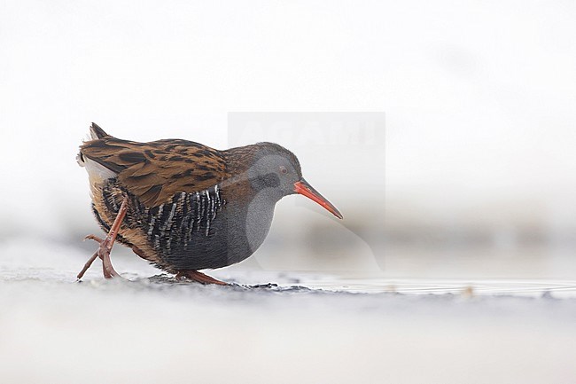 Water Rail, Waterral, Rallus aquaticus stock-image by Agami/Arie Ouwerkerk,