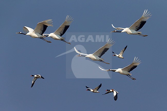 Chinese Kraanvogel in vlucht; Red-crowned Crane in flight stock-image by Agami/Daniele Occhiato,