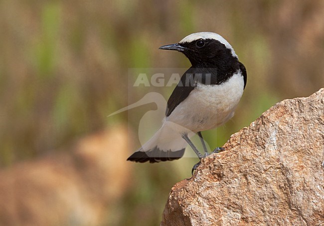 Finsch Tapuit zittend op rots; Finschs Wheatear perched on rock stock-image by Agami/Daniele Occhiato,