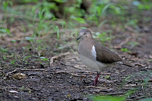 Grenada Dove, Leptotila wellsi) critically endangered and endemic to the island of Grenada in the Lesser Antilles. stock-image by Agami/Pete Morris,