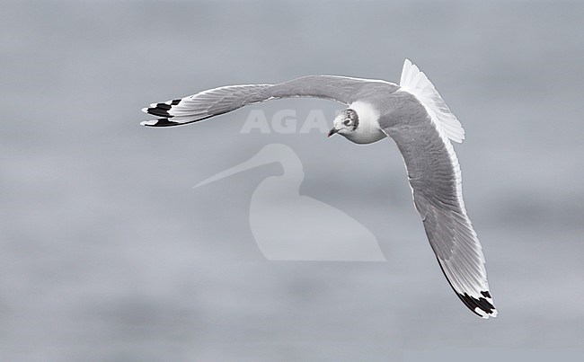 Non-breeding Franklin's Gull (Leucophaeus pipixcan) in flight stock-image by Agami/Mike Danzenbaker,