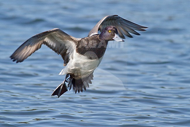 Lesser Scaup (Aythya affinis) flying in Victoria, BC, Canada. stock-image by Agami/Glenn Bartley,