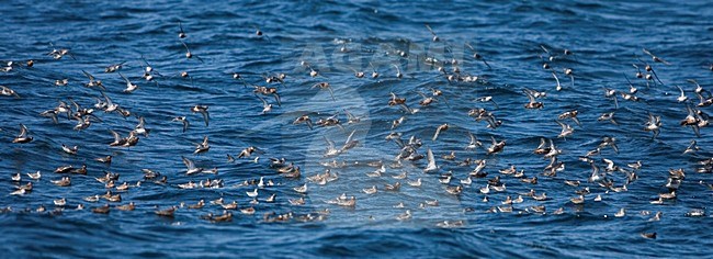 Grauwe Franjepoot groep laag vliegend over zee; Red-necked Phalarope group flying low over sea stock-image by Agami/Martijn Verdoes,