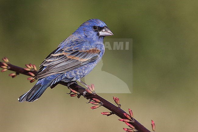 Adult male
Galveston Co., TX
April 2013 stock-image by Agami/Brian E Small,