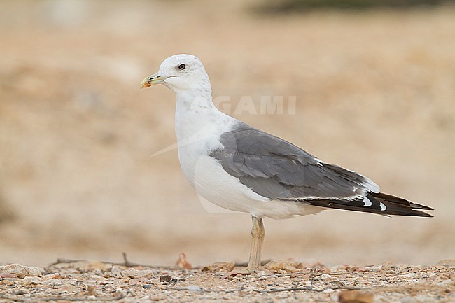 Heuglins Meeuw, Heuglin's Gull, Larus heuglini Oman, 2nd W stock-image by Agami/Ralph Martin,