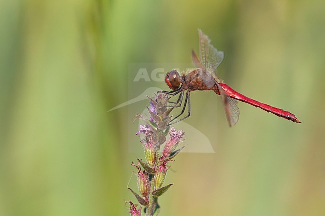 Imago Bandheidelibel man; Adult Banded Darter stock-image by Agami/Fazal Sardar,