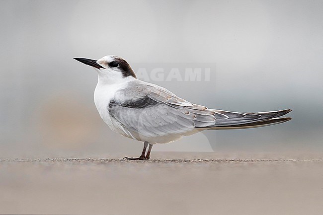 First-winter Common Tern (Sterna hirundo) standing on the ground. stock-image by Agami/Daniele Occhiato,