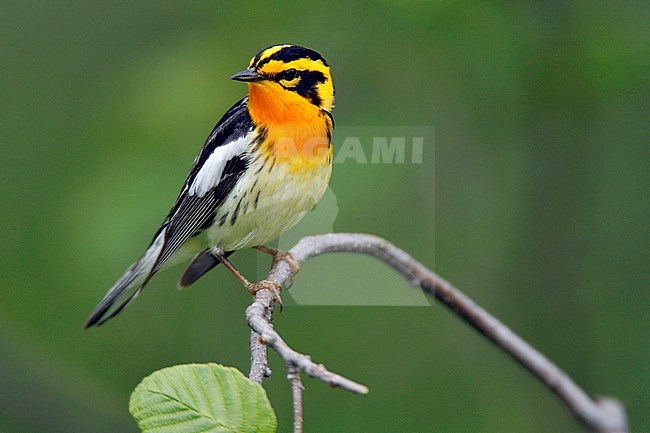 Adult male breeding
Somerset Co., ME
June 2006 stock-image by Agami/Brian E Small,