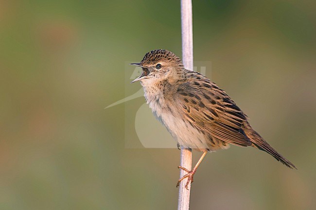 Common Grasshopper Warbler - Feldschwirl - Locustella naevia ssp. straminea, Russia stock-image by Agami/Ralph Martin,