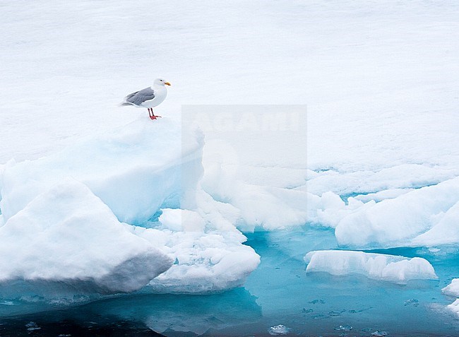 Adult Glaucous Gull (Larus hyperboreus) in summer plumage standing on the snow, on top of the drift ice, north of Svalbard, arctic Norway. stock-image by Agami/Marc Guyt,