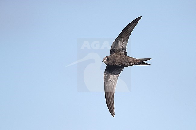 Juvenile Common Swift (Apus apus) in flight on migration at Falsterbo, Sweden. stock-image by Agami/Helge Sorensen,