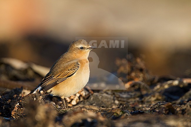 Northern Wheatear - Steinschmätzer - Oenanthe oenanthe, Germany stock-image by Agami/Ralph Martin,