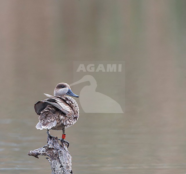 Marbled Teal (Marmaronetta angustirostris) in Spain. Also known as Marbled Duck. Part of a Spanish conservation project. stock-image by Agami/Marc Guyt,