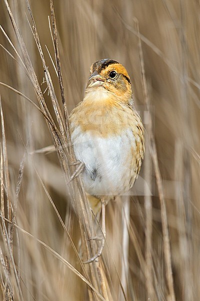 Adult 
Galveston Co., TX
April 2013 stock-image by Agami/Brian E Small,