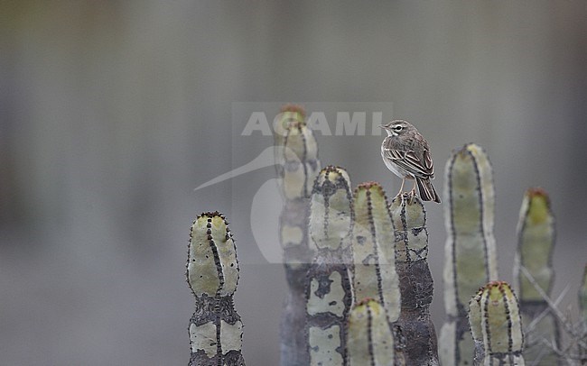 Berthelot's Pipit (Anthus berthelotii berthelotii) perched on a cactus at la Rasca, Tenerife, Canary Islands stock-image by Agami/Helge Sorensen,