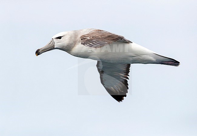 Shy Albatross (Thalassarche cauta), , Western Cape, South Africa stock-image by Agami/Saverio Gatto,