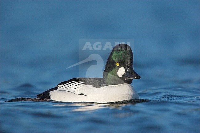 Common Goldeneye (Bucephala clangula) swimming in a lagoon in Victoria, BC, Canada. stock-image by Agami/Glenn Bartley,