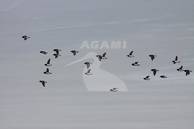 Kleine Alken vliegend; Little Auks flying stock-image by Agami/Chris van Rijswijk,