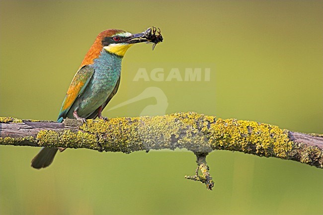 Bijeneter met prooi, European Bee-eater with prey stock-image by Agami/Menno van Duijn,