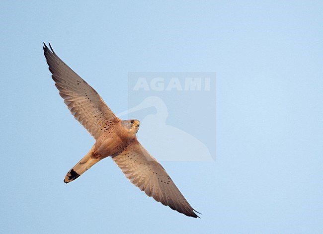 Mannetje Kleine torenvalk in vlucht, Male Lesser Kestrel in flight stock-image by Agami/Markus Varesvuo,