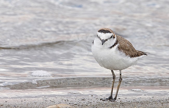 Adult male Kentish Plover (Charadrius alexandrinus) in Israel. stock-image by Agami/Markus Varesvuo,