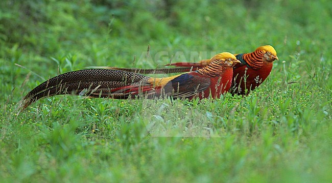Golden pheasant or Chinese pheasant (Chrysolophus pictus) stock-image by Agami/Pete Morris,