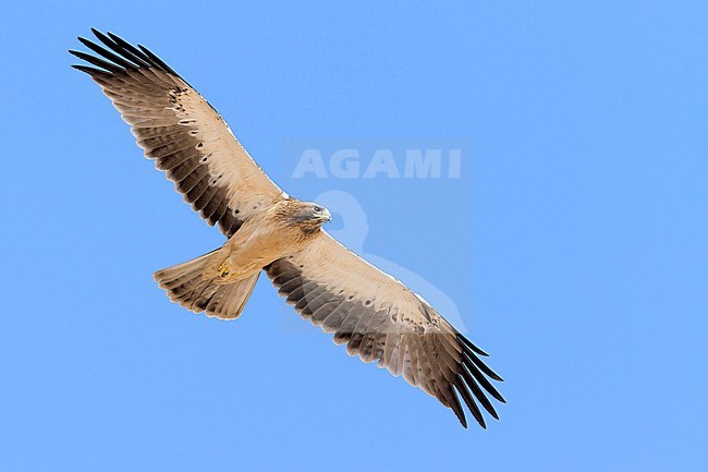 Booted Eagle (Hieraaetus pennatus), light morph juvenile in flight seen from below stock-image by Agami/Saverio Gatto,