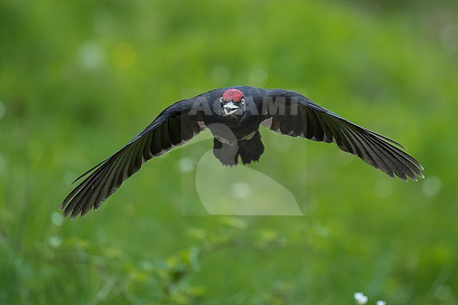 Black woodpecker (Dryocopus martius) in Spain, flying to the next tree against a green background. stock-image by Agami/Marcel Burkhardt,