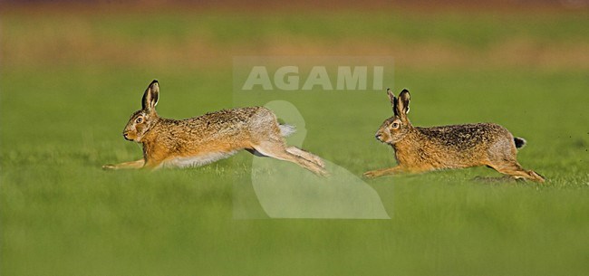 Europese Haas rennend; European Hare running stock-image by Agami/Menno van Duijn,