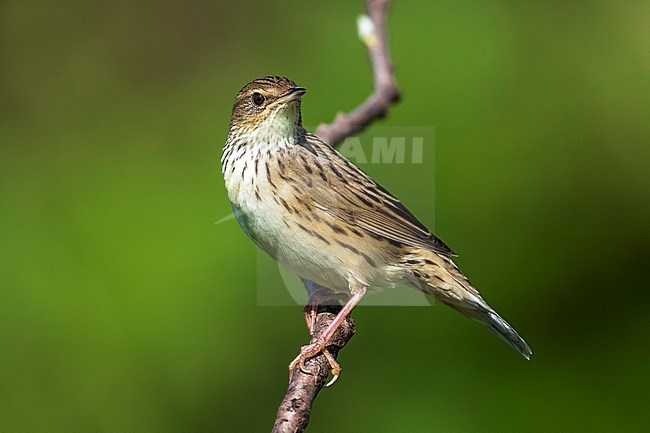 Male Lanceolated Warbler singing on a bush in top of Mount Kvarkush, Ural Mountain, Russian Federation. June 2016. stock-image by Agami/Vincent Legrand,